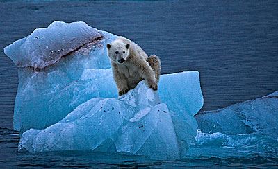 Polar bear hugs the ice