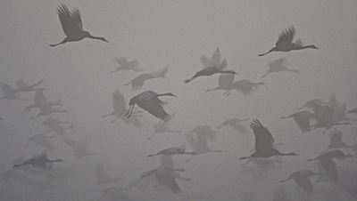 Crane in mist