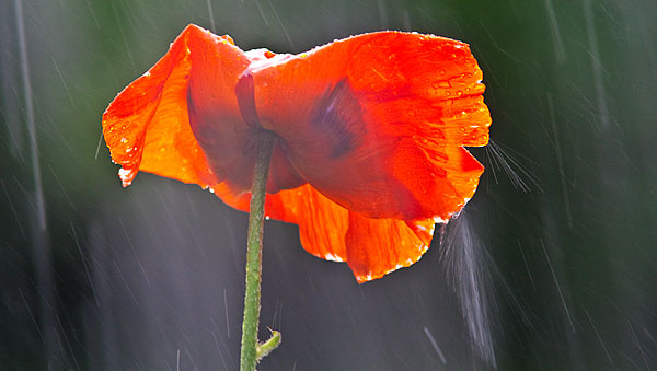 Poppy in rain