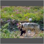 Black wolf with mother